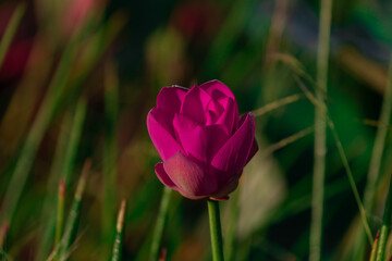 A Red Water Lily (Nelumbo nucifera) - Kakadu, Northern Territory, Australia.