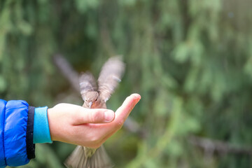 The boy feeds the birds with seeds from his hand. Sparrow eats seeds from the boy's hand