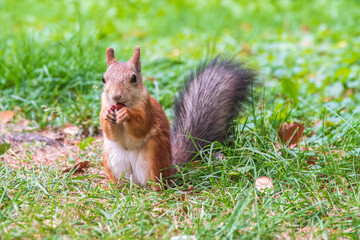 Autumn squirrel with nut sits on green grass with fallen yellow leaves