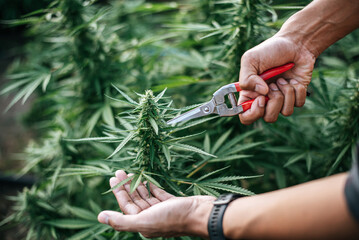 Close up hand of  Young man in a hemp field checking plants and flowers, agriculture. Cannabis...