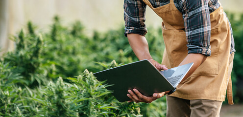 Asian man marijuana researcher checking marijuana cannabis plantation in cannabis farm, Business...