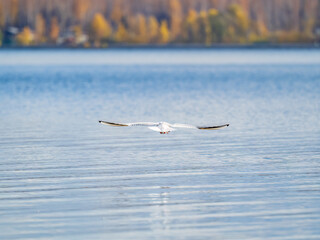 Beautiful Black Headed Gull, in elegant flight over blue water