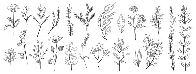 set collection plants leave hand drawn vector. Drawing beautiful creeper leaves, decorative set	