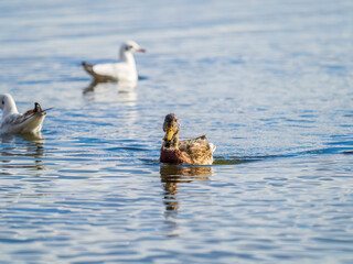 Mallard female Duck swims in the pond.