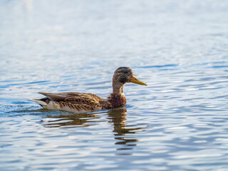 Mallard female Duck swims in the pond.