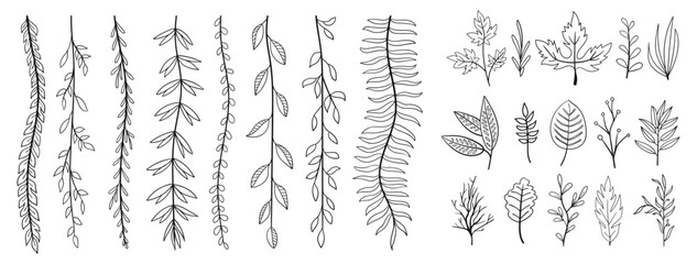 set collection plants leave hand draw vector. Drawing beautiful creeper leaves, decorative set	