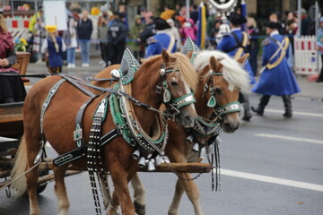 Brown and Beautiful Oktoberfest Parade Horses