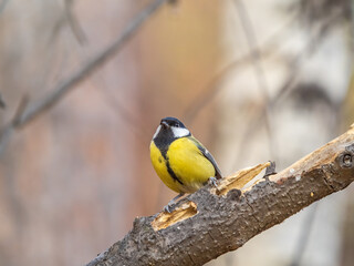 Cute bird Great tit, songbird sitting on the branch with blured background