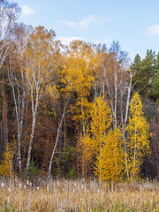 Trees with orange, green and yellow leaves in the autumn forest.