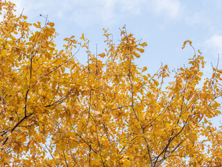 Oak branches with yellow leaves in autumn park