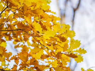 Oak branches with yellow leaves in autumn park