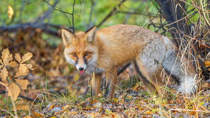 The red fox Vulpes vulpes walks along a path in the forest.