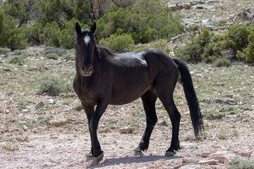 Black stallion wild horse on hillside on Pryor Mountain in the western United States