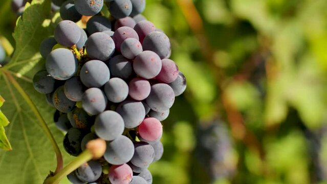 A beautiful dark cluster of grapes growing under the sun in a countryside vineyard. Handheld closeup shot.
