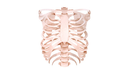 ヒトの肋骨の水彩風イラスト