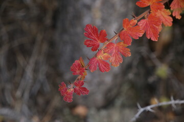 Plan leaves displaying beautiful autumn colors