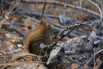 Red squirrel enjoying a beautiful fall day