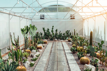 Many cactus plants at cactus farm house.Cultivation of beautiful cactus species as hobby and...