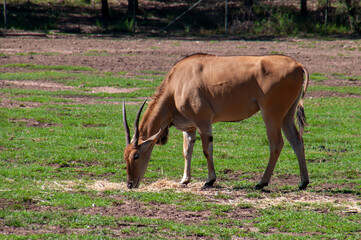 Obraz premium Dubbo Australia, common eland standing in field eating hay