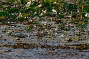 A beautiful Comb-crested jacana (Lily Hopper) with chicks on water Lilly leaves, Kakadu.