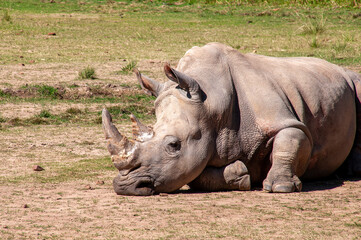 Fototapeta premium Dubbo Australia, white rhino resting on ground