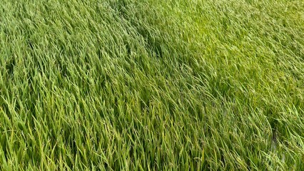green Asian rice fields in Asia, Vietnam 