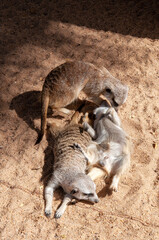 Dubbo Australia, three meerkats playing in the sand