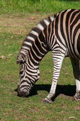 Fototapeta na wymiar Dubbo Australia, close-up of plains zebra grazing in field