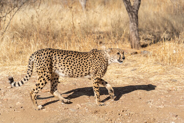 cheetah in the African savannah waiting for prey Namibia.