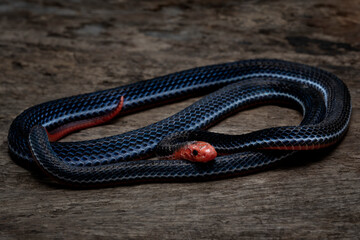 Calliophis intestinalis, commonly known as the Banded Malaysian Coral Snake, is a species of venomous elapid snake endemic to Borneo, Java, Indonesia, and Malaysia.