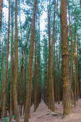View of vagamon pine forest