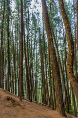 Obraz premium View of vagamon pine forest