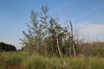 Fototapeta premium trees on a hill