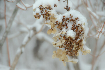 雪を被った冬の花。咲いたままの姿で枯れたアジサイ。