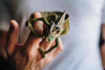 Chameleon close up. Multicolor Beautiful Chameleon closeup reptile with colorful bright skin on the hand