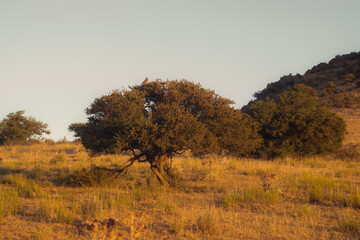 trees in the morning