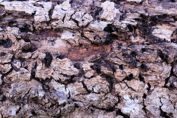 Close up tree bark cracked by drought. Bark surface texture. Natural background 
