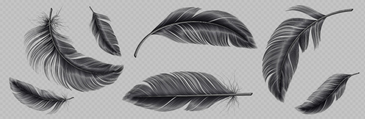 Realistic set of black feather png isolated on transparent background. Vector illustration of falling and flying fluffy bird or angel quills. Symbol of air lightness, swan elegance. Design element