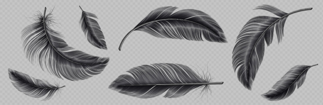 Download Black Feather Mysterious Royalty-Free Stock Illustration