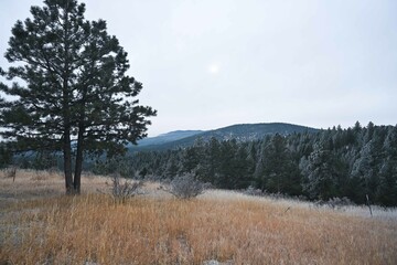 golden field with a light dusting of snow in the Colorado Rocky Mountains