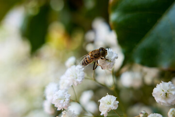 bee collecting pollen from gypsophilia paniculata. bee on white plant and garden out of focus in the background. macro nature photograph with bee on flowers in the foreground.   