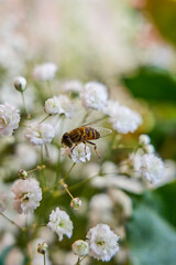 bee on white plant and garden out of focus in the background. bee collecting pollen from gypsophilia paniculata. honey making. plant nicknamed pillanovios. nature macro photography. close up. 