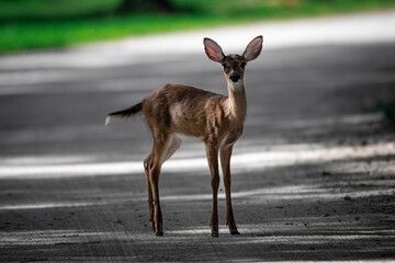 deer in the road