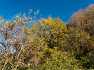 Obraz na płótnie Canvas 快晴の冬空と山の樹木の背景素材