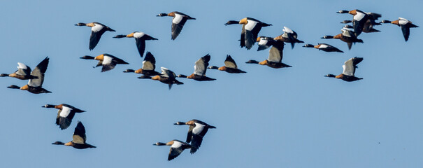 Australian Shelduck in Victoria, Australia