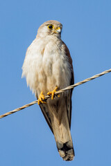 Australian Kestrel in Victoria, Australia