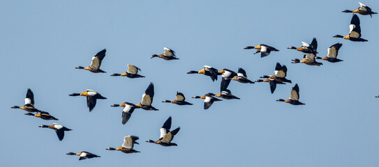 Australian Shelduck in Victoria, Australia