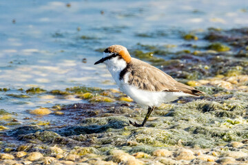 Red-capped Plover in Victoria, Australia