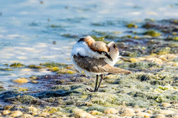 Red-capped Plover in Victoria, Australia
