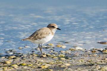 Red-capped Plover in Victoria, Australia